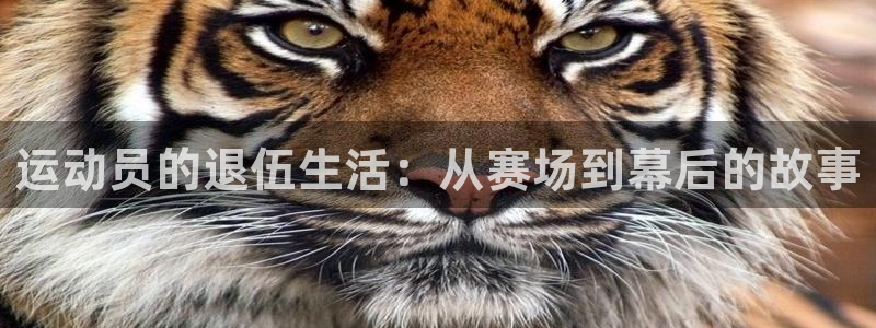 海南JJB竞技宝官网下载发展怎么样：运动员的退伍生活：从赛场